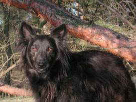 lexie1.jpg (11988 bytes)